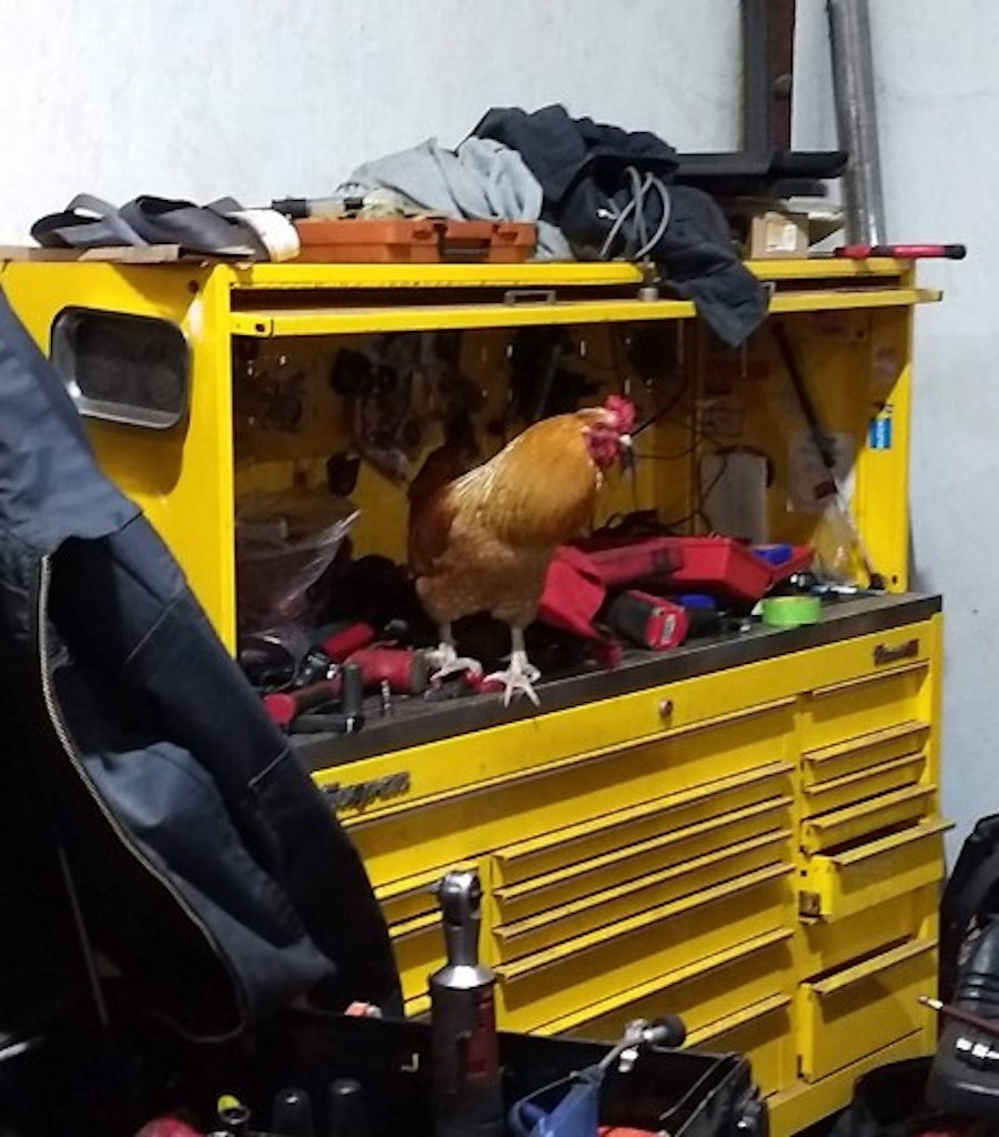 Rooster on a tool box