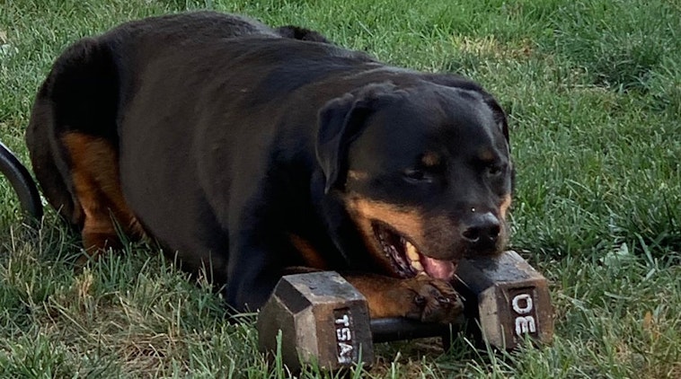 image of dog with dumbell