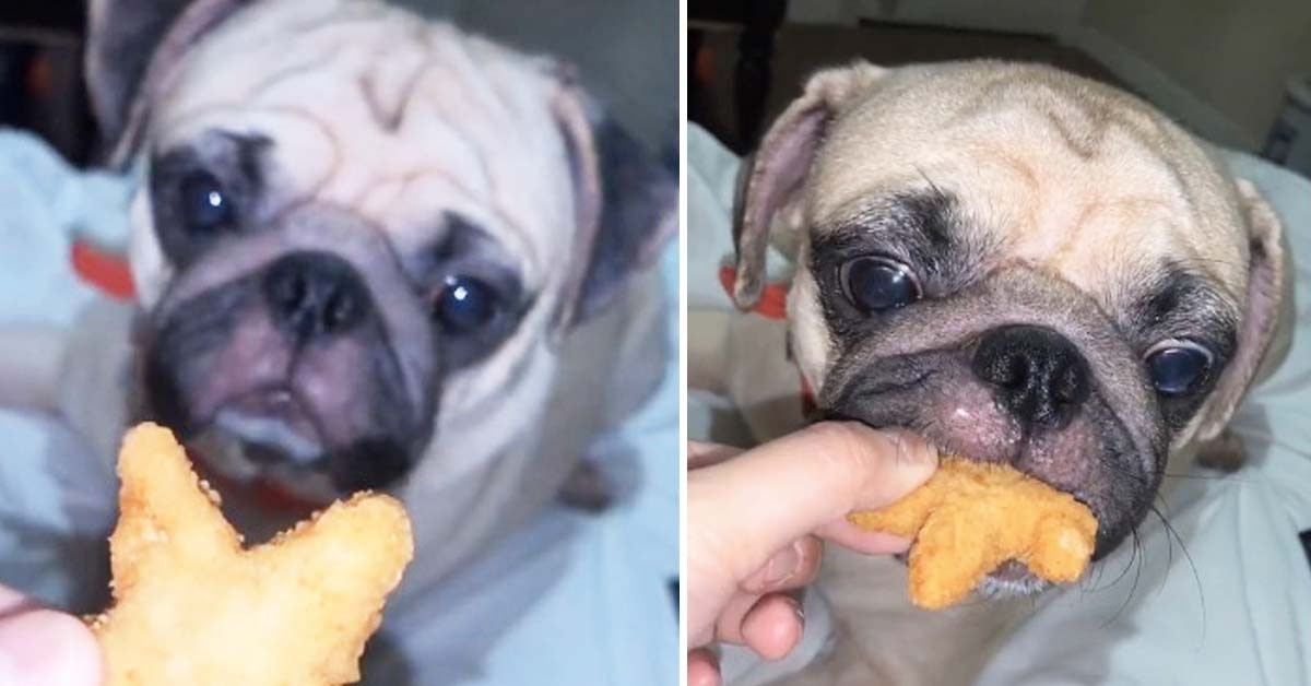 can dogs eat chicken nugget