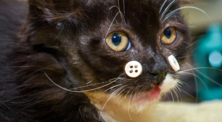 image of a cat with buttons on its face