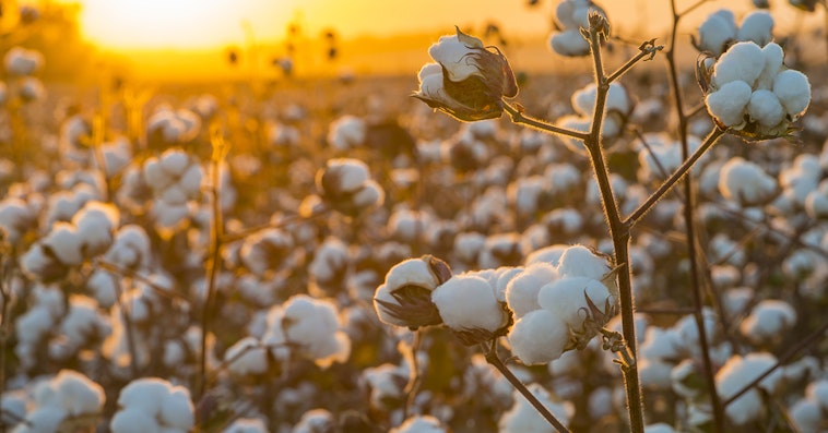 cotton field photoshoot