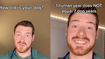 dog years aren't real