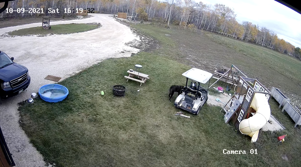 dog golf cart, dog driving golf cart