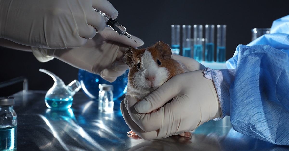 Japan Is About To Allow Scientists To Create Human-Animal Hybrids